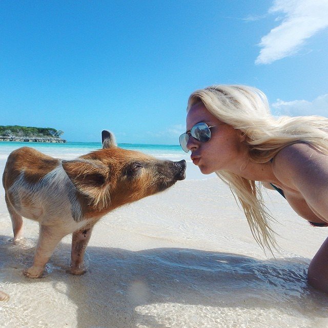 Kissing Pig.jpg