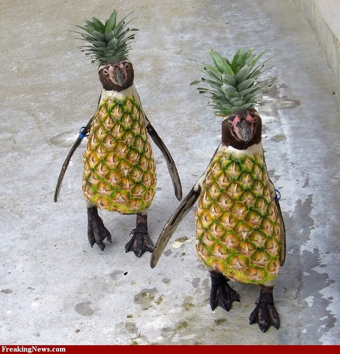 Pineapple-Penguins-55933.jpg