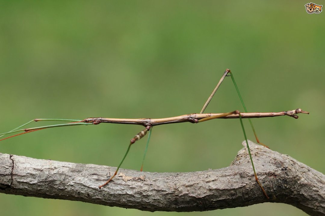 stick-insects-do-they-make-good-kids-pets-53ba63fdbbac3.jpg