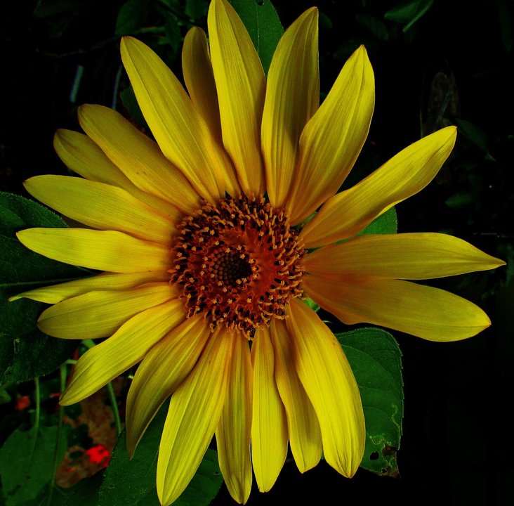 1697864340_amsunflower2.thumb.jpg.237d24948078dcd0e8af3273340834c2.jpg