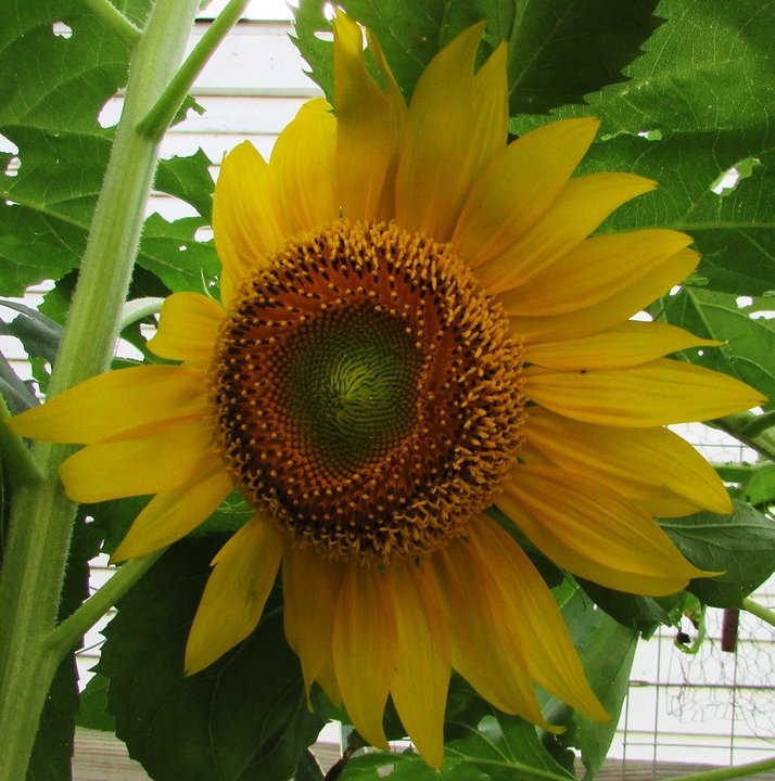 1514626248_june118Sunflower.thumb.jpg.4f6b7c5aaed1100b9ea9e3cbb4eeb7d9.jpg