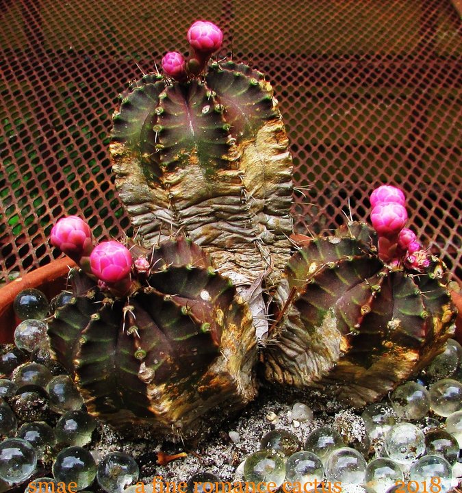 836859648_AFineRomanceCactus.thumb.jpg.71b5643f601385220fc19988a8a9c880.jpg