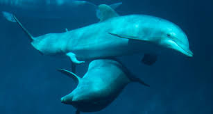 873303285_dolphinstick.jpg.6ad545285f674a3a0c6d8f1659aae968.jpg