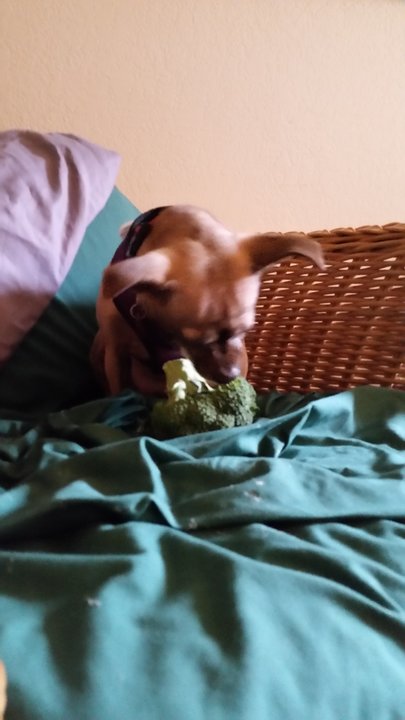 Sofia and broccoli.jpg