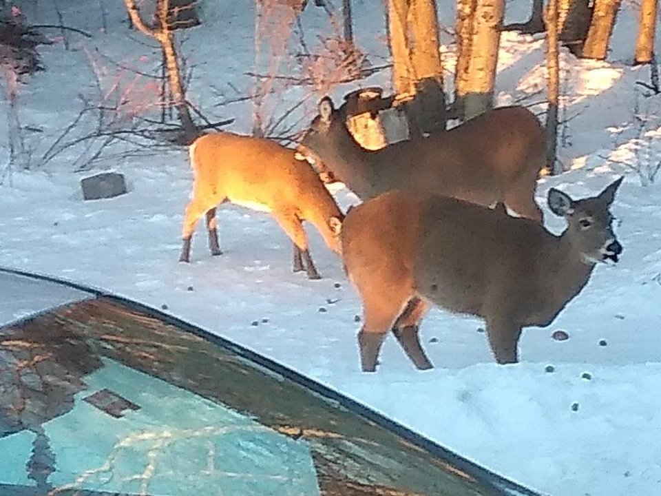 756184751_3deer.thumb.jpg.fb06a41ea430d420137bb04136beac35.jpg