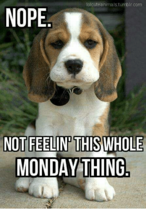 lolcuteanimals-tumblr-com-nope-not-feelin-this-whole-monday-thing-15360888.png