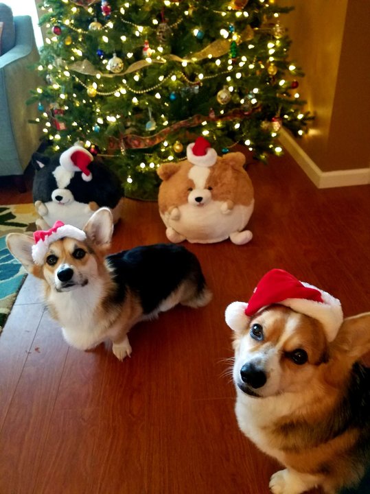 Christmas Corgis.jpg