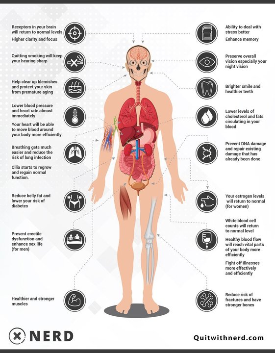 495229282_What-Happens-to-Your-Body-When-You-Stop-Smoking-Infographic-by-Quit-With-Nerd1.thumb.jpg.1717abd1328f0b98b02748be04eb8f4f.jpg