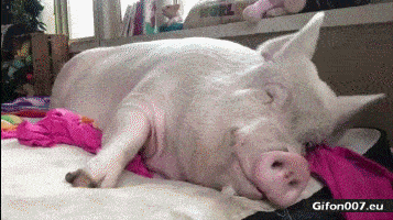 1619643089_SleepyPig.gif.342e4ced4794d7b10e177aef94b66df1.gif