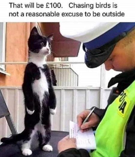 727539333_CovidCat.jpg.e8d7975d9002cf8c6d931bee8b305999.jpg