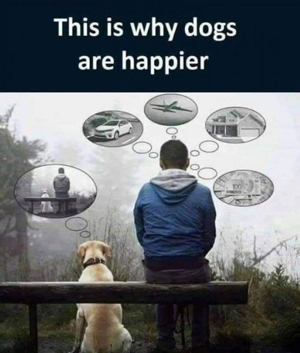 Dogs2.thumb.jpg.6ec2f34330ef897da324c6bba80106a5.jpg