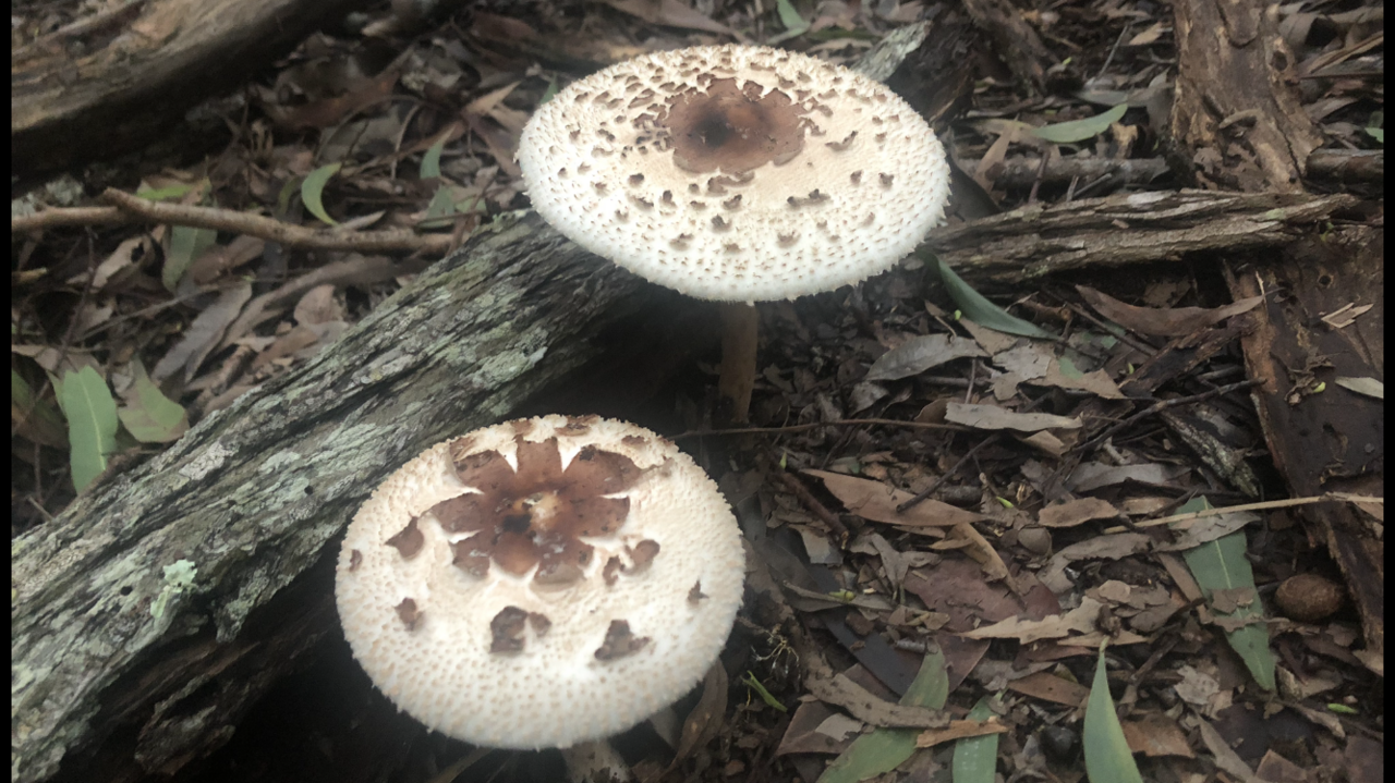 C298D302-07CF-4ADA-AD0B-3EE6997D55C3.png
