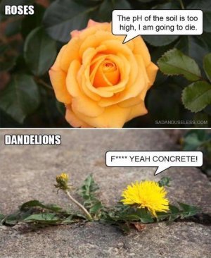 Weeds.jpg.4a6853fcbfdae628ebecf0f0f4489ace.jpg