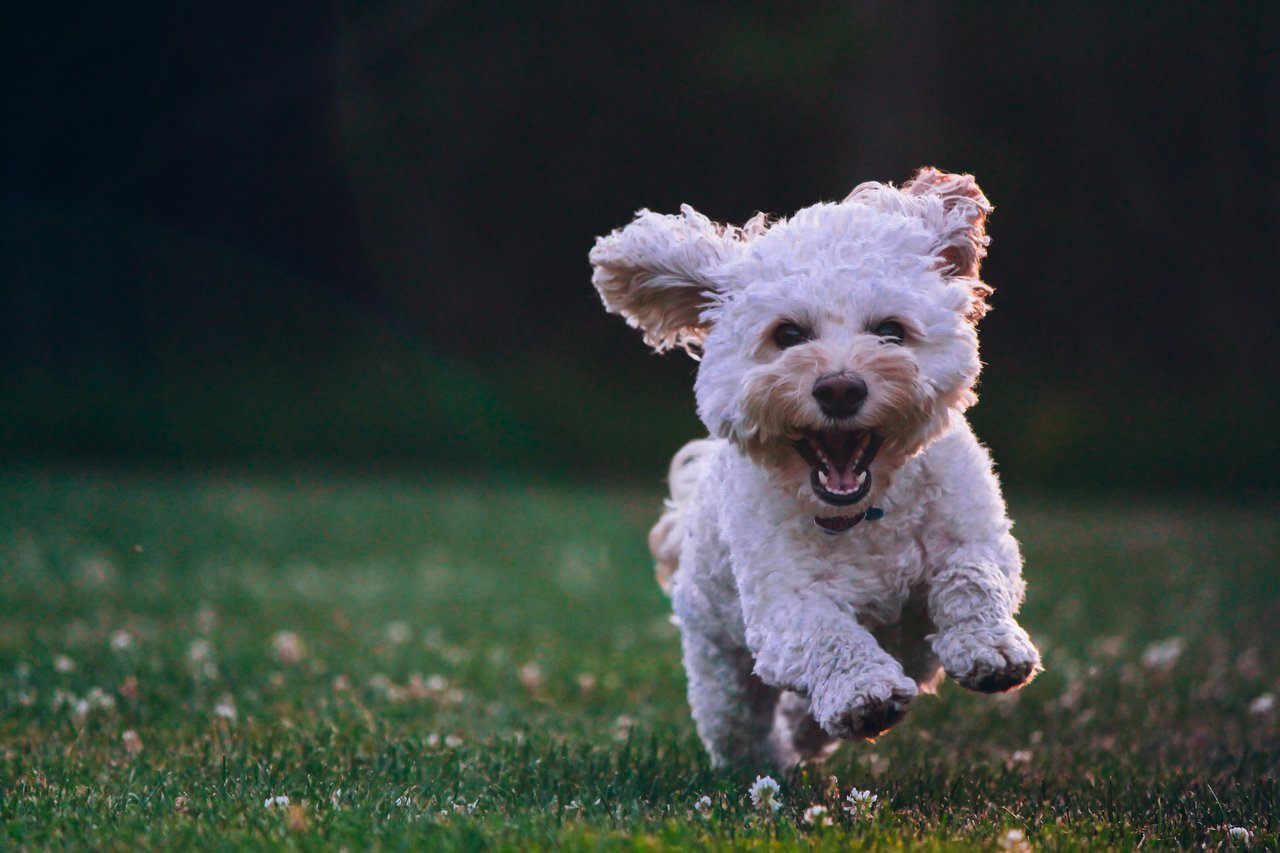 joe-caione-cute dog-unsplash.jpg
