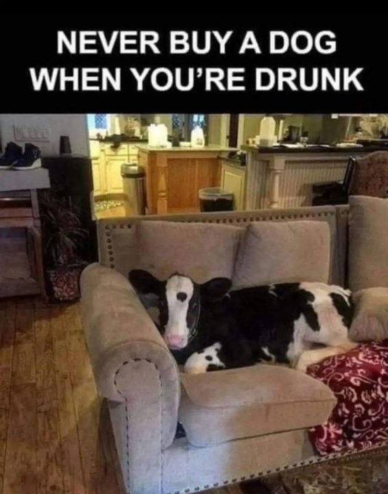 Dogzz.thumb.jpg.edd68573b069fcce3e22b0910f1c5008.jpg