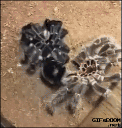 Spider3.gif.416ad99817b8f14e41c7dbc990d94e44.gif