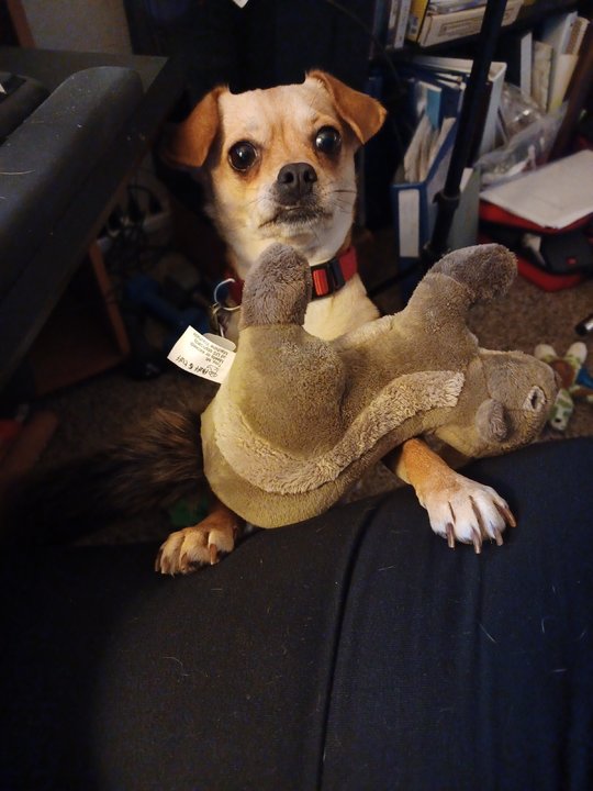 Gabriela 12-29-2023 Fetch with squirrel.jpg