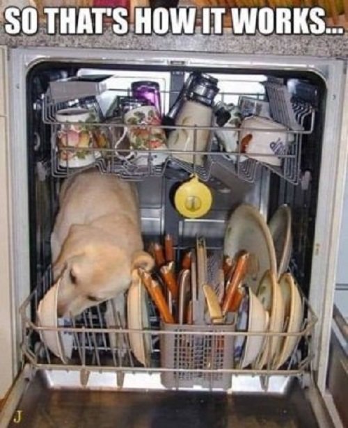 368750583_DoggieDishwasher.jpg.4c367d1610dd2973e30a361f1e7e8a36.jpg