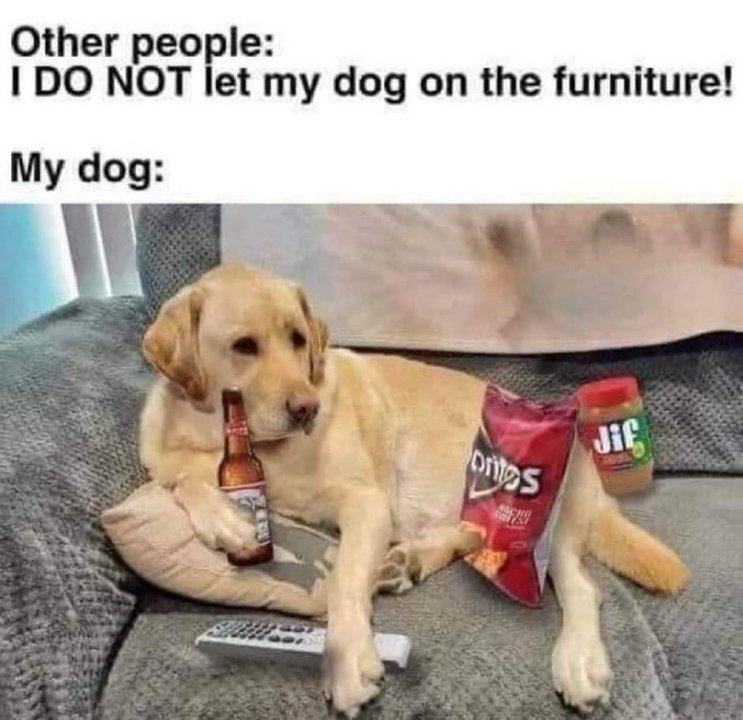 dog.thumb.jpg.73d28b8dd8e8319782be7f2a45ccc939.jpg