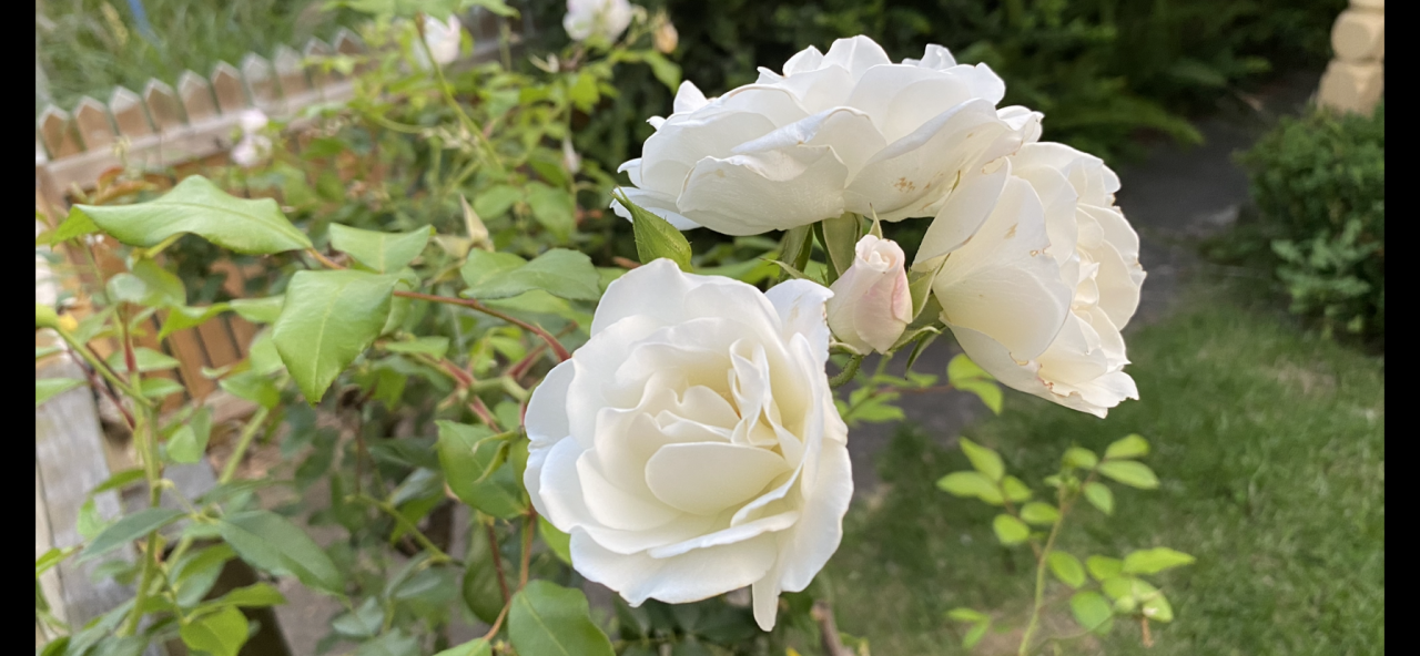 IMG_0151.png