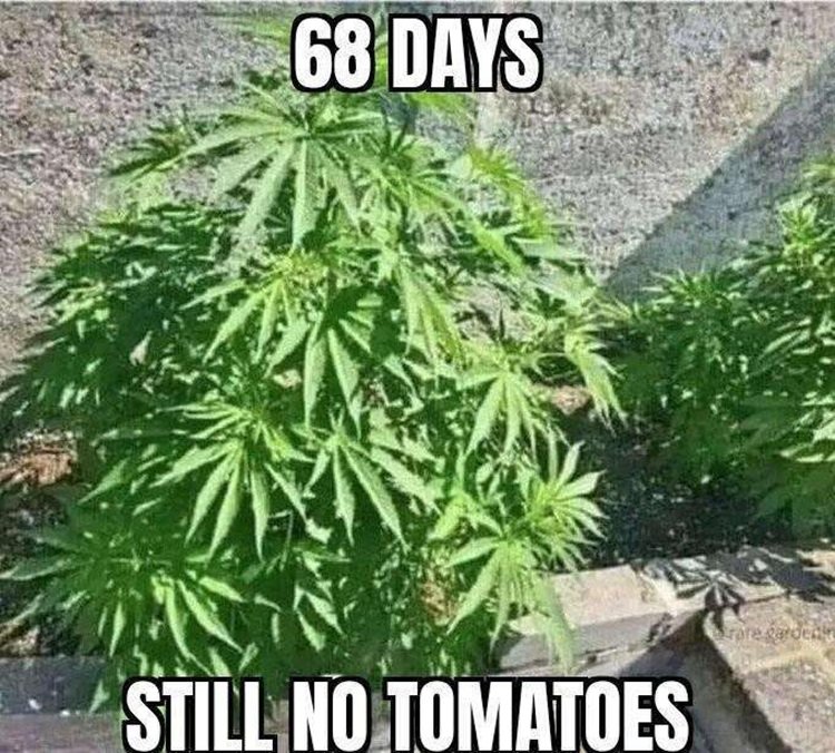 Pot.jpg.e7deab5329a2ab46fdfdb922a011866b.jpg