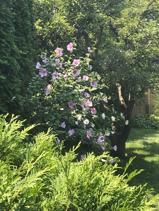RoseofSharon.thumb.jpg.aeb0ee784c428063bdcd6f04cd936ca9.jpg