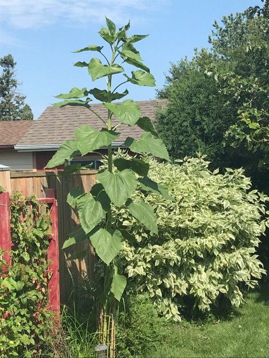 Sunflower2024.thumb.jpg.8662658aebafd34ae9b330708650703c.jpg