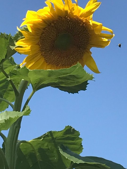 SunflowerBee.thumb.jpg.490b35889ea6238b2978972c65a6c855.jpg