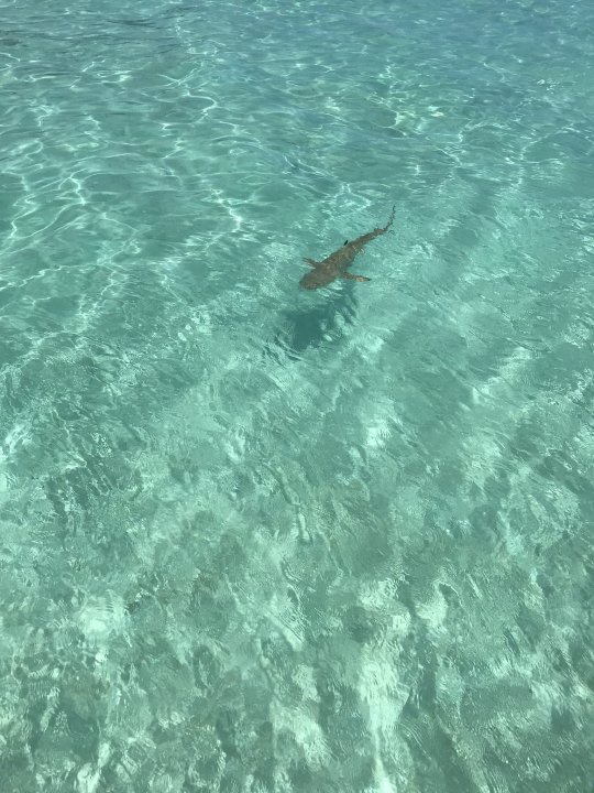 BlackTipSharkClosetotheBoat.thumb.jpg.c1a7f766b161f440344a75adba73961a.jpg