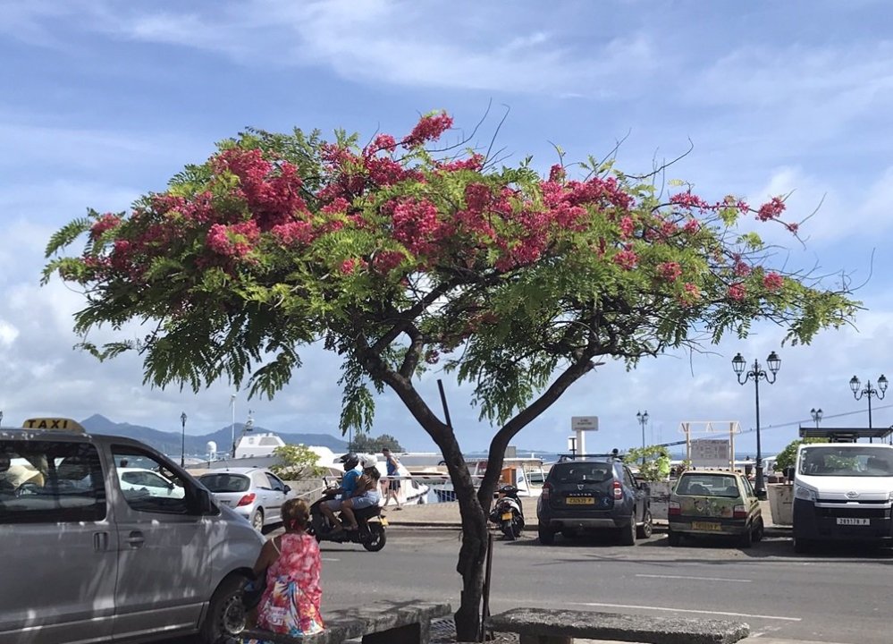 FloweringTreeinHuahine.thumb.jpg.ab9b5904fc79867a92fbd50edbef24fa.jpg