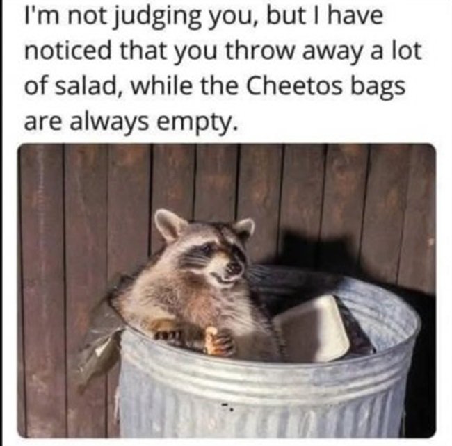 Racoon.jpg.85e8b0771d1aeeb6068736abfc7298c8.jpg