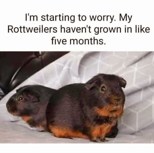 Rottweilers.jpg.acd538217d874ccdba8893e1cbbf848f.jpg
