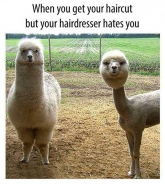 Hairdresser.thumb.jpg.873e5abe481f63a63c3060c0da38bea0.jpg