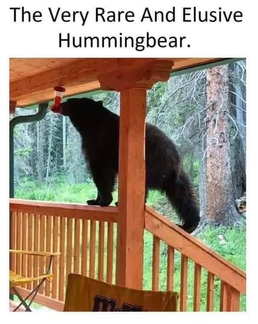Hummingbear.jpg.6f52a2f13b4ba5a20f8f1c93c7185ebb.jpg