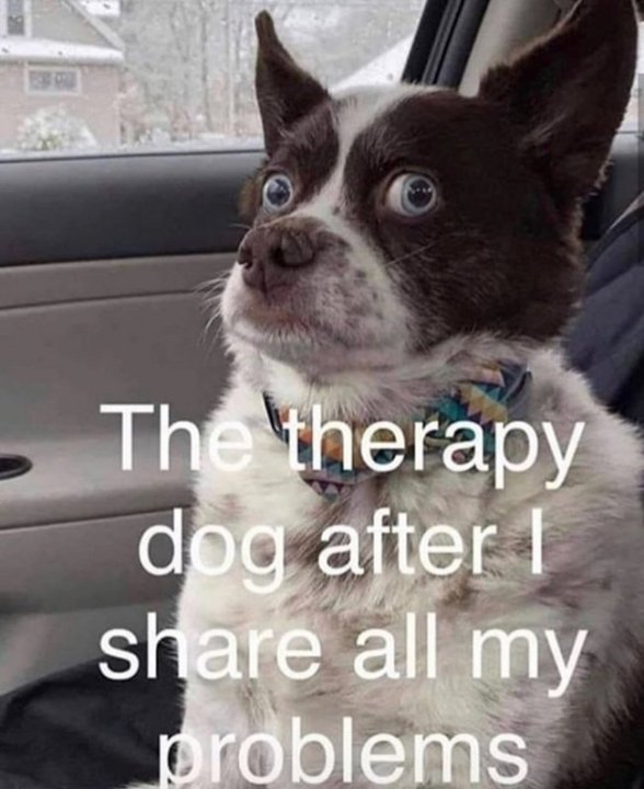 TherapyDog.thumb.jpg.aba41990bcbc2ce407262dec0047c43c.jpg