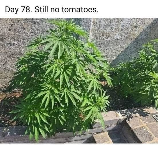 Notomatoes.jpg.73d581ce77f59421b59a9d80fe022f93.jpg